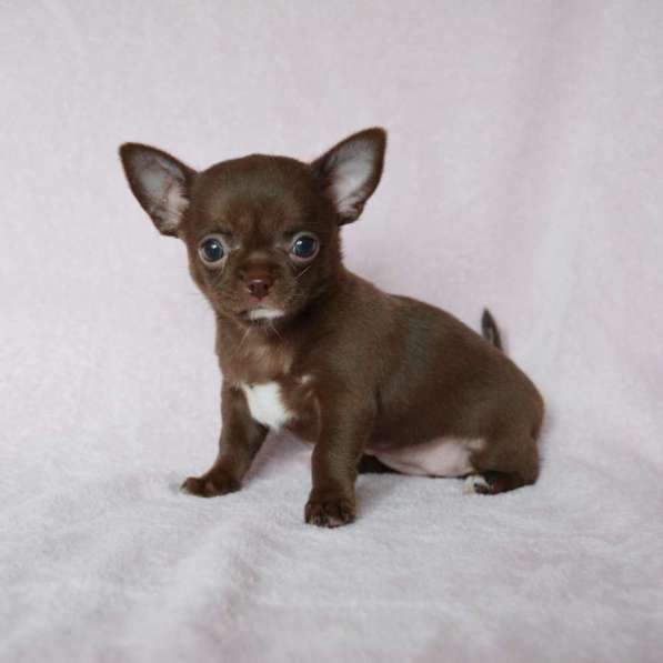 Чихуахуа в Новосибирске фото 3