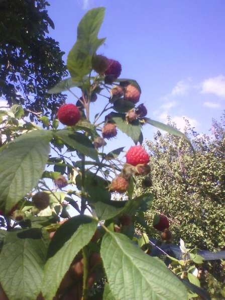 Продам малину свежую ягоду Луганске, созревает 1,5 кг в день в 