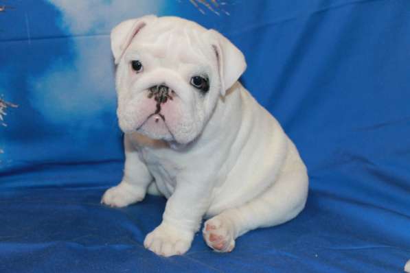 Английские бульдоги в Москве фото 6