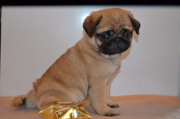 Мопс девочка