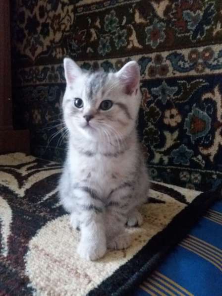 Продаю кота в Саратове фото 6