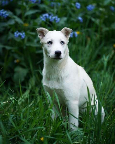 Метис хаски Ева ищет дом в Москве фото 4