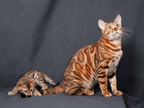 Бенгальские котята в Перми фото 3
