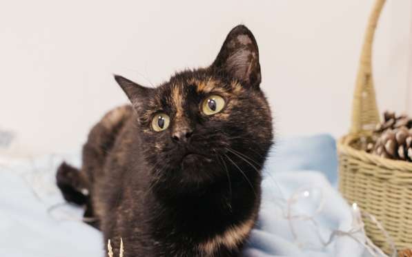 Кошечка черепахового окраса в Москве фото 9