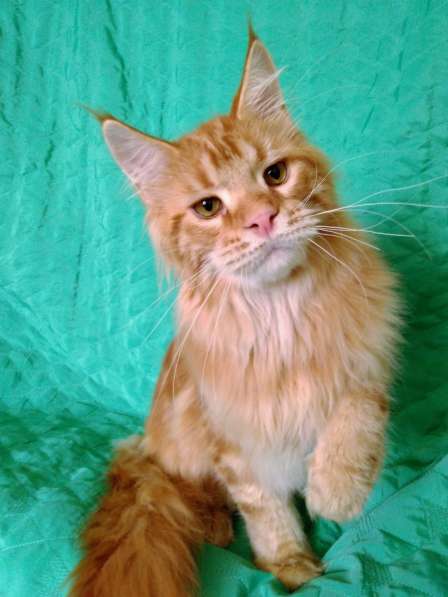 Красотка кремового солидного окраса из питомника Arktur в Тюмени фото 24