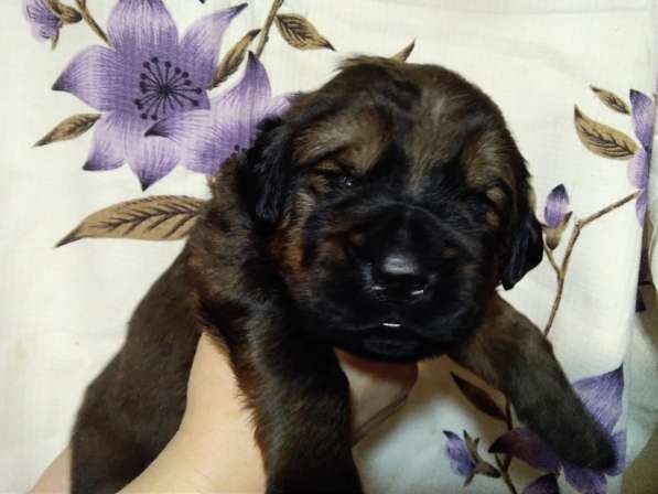 Тибетский мастиф щенки в Самаре фото 15