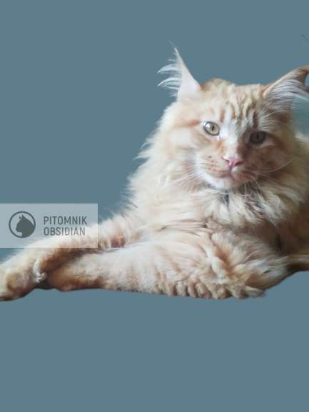 Мейн-кун продажа в Москве фото 12