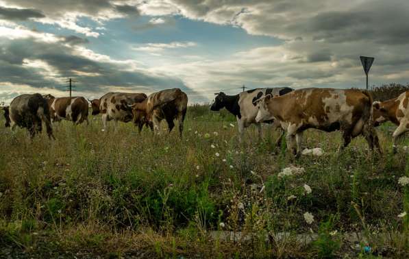 Коровы из России в Сибае фото 22