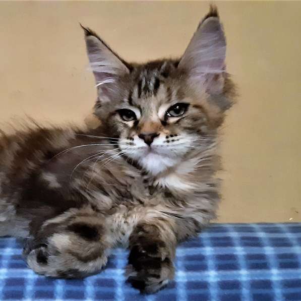 Рыжики из питомника в Екатеринбурге фото 69