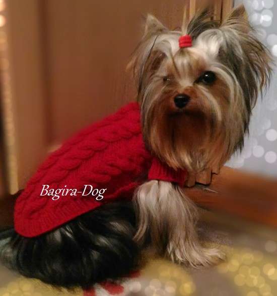 Свитера для собак ручной работы в Москве фото 32