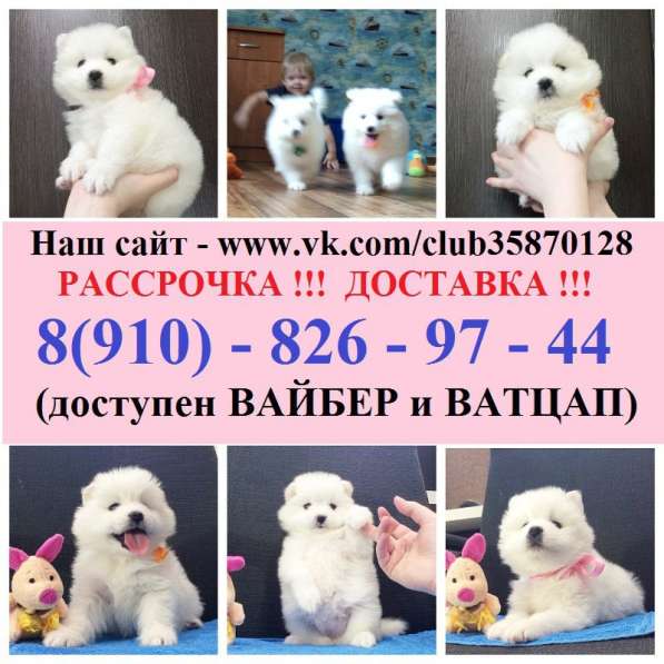 Белоснежные "мишки" самоедики