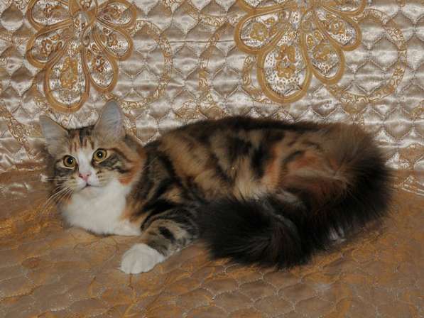 Сибирский котенок в Москве фото 4