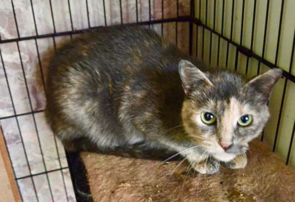 Скромная кошечка Дуня ищет дом! в Москве фото 4