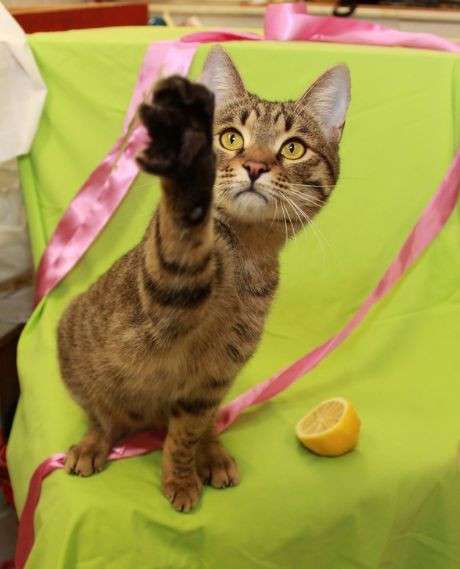 Рич — полосатый позитив, молодой кот в добрые руки в Калуге фото 9