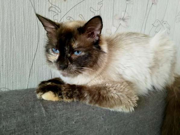 Невская красавица Сильва мечтает обрести дом в Москве фото 18