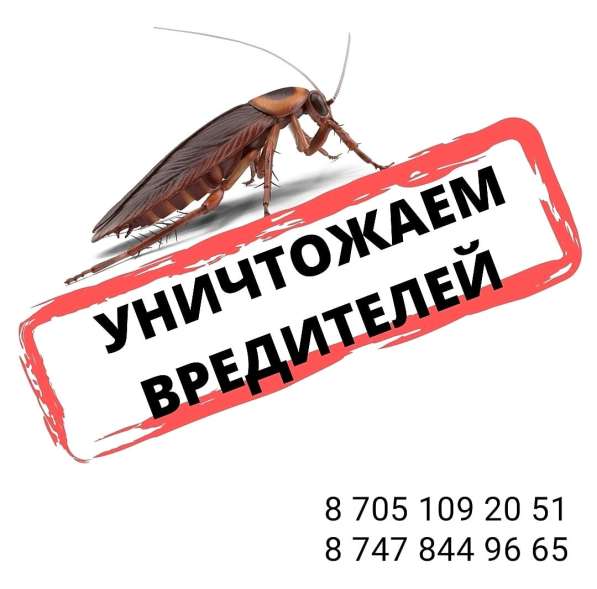 Клопы тараканы