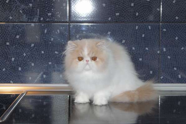 ГУЧЧИ в Москве фото 12