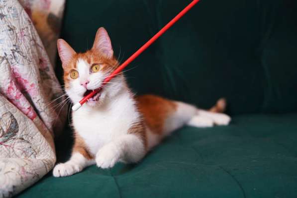 Рыжий кот ищет дом