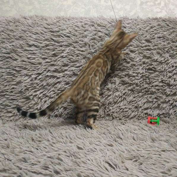 Бенгальская яркая девочка в Москве фото 6