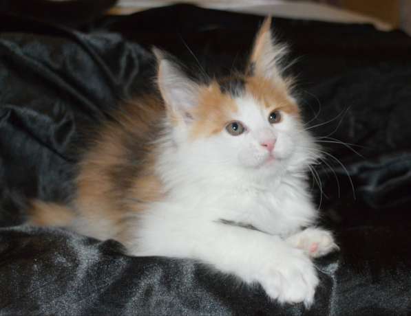 Питомник придлагает котят Мейн-кун в фото 6