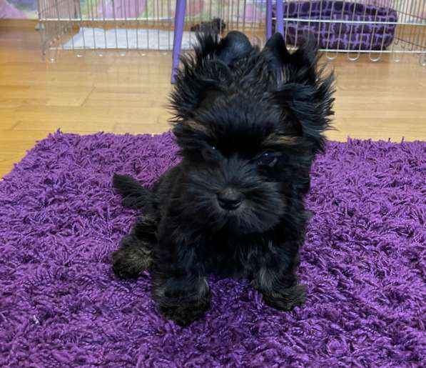 Чёрный Йорк мальчик в Москве фото 3