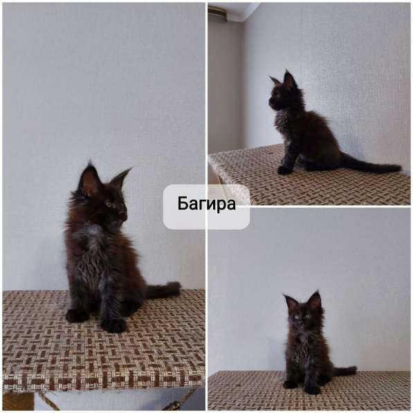 Котята Мейн Кун в Нижнем Новгороде фото 9