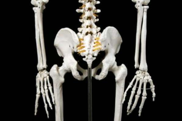Анатомическая Модель скелета человека 170 см в Москве