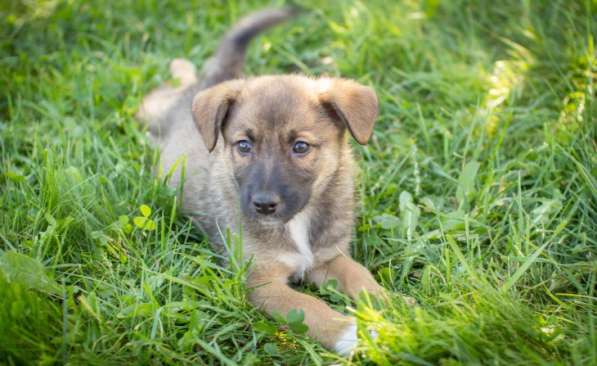 Маленькие щенки мечтают обрести дом!!! в Москве фото 9