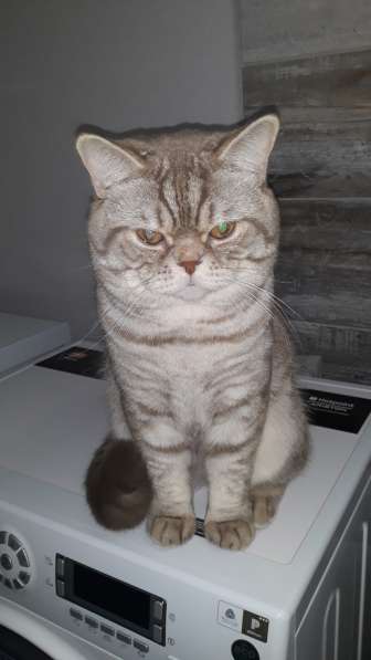 Вязка с котом в Новочебоксарске фото 3