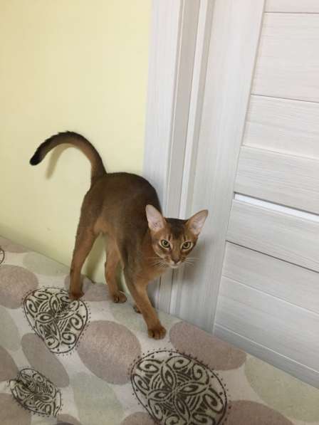 Абиссинский кот. Вязка в Москве