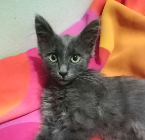 Котенок в добрые руки. Ласкушка Кирюша в Москве фото 23