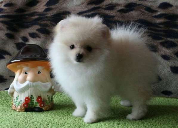 Шикарные щенки померанского шпица из питомника - медвежий ти в фото 18