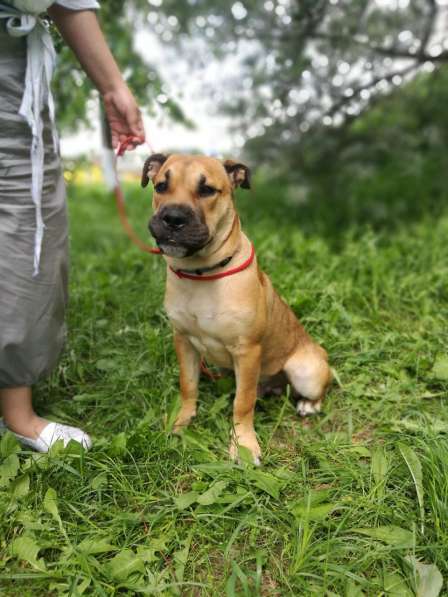 Щенок Ка Де Бо (майорский мастиф) в Москве