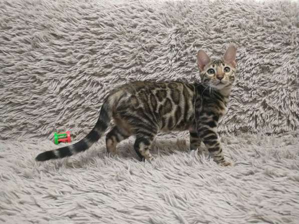 Бенгальская девочка в Москве