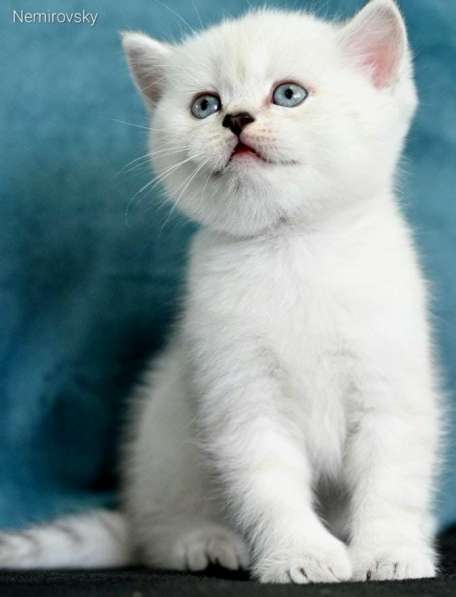 Шотландские белые котята