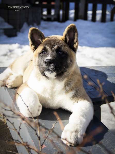 Щенки Американской акиты в Санкт-Петербурге фото 18