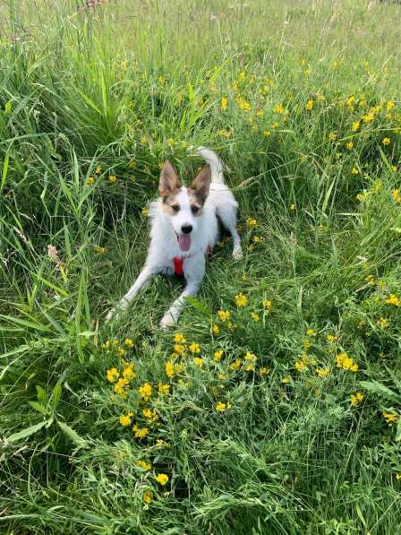 Белая пушистая компактная собачка в Санкт-Петербурге фото 9