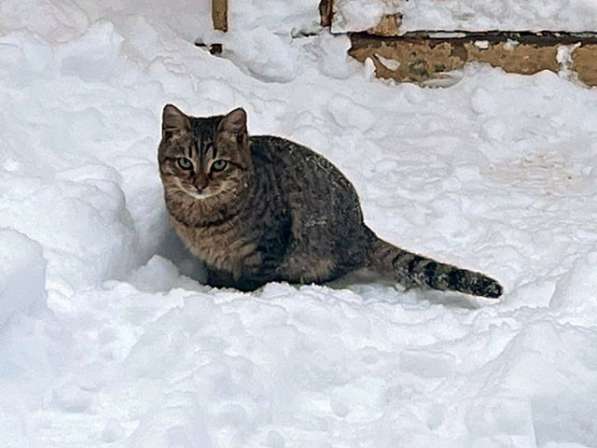Очень красивые котята срочно ищут дом в Москве