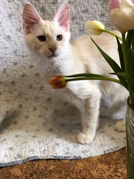 Котята и коты Мейн-кун в фото 10
