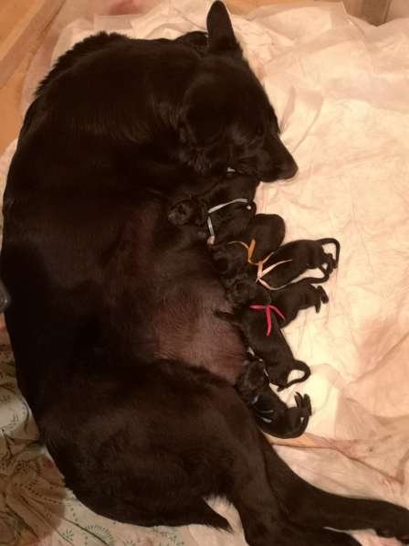 Щенок Вео черный в Москве фото 15