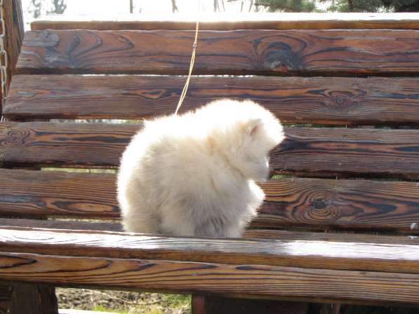 Померанский шпиц.3,5 меяца