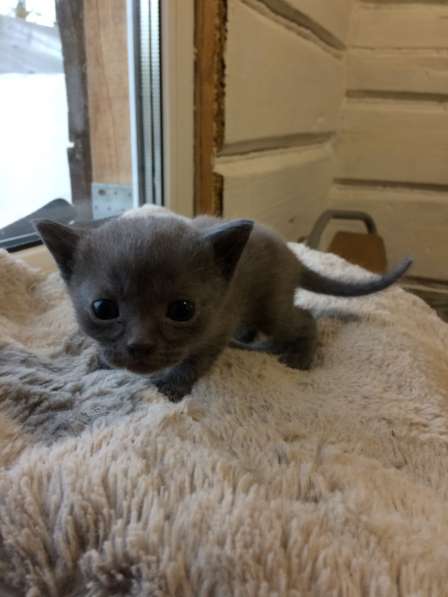 Котёнок в Егорьевске фото 20