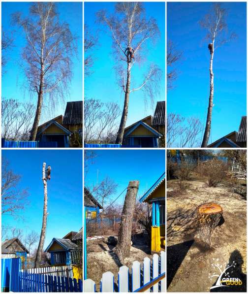 Поможем безопасно спилить аварийное дерево в фото 4