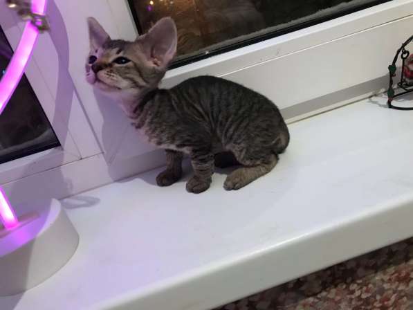 Элитный Девон-Рекс. Кудрявый лесной в Санкт-Петербурге фото 31