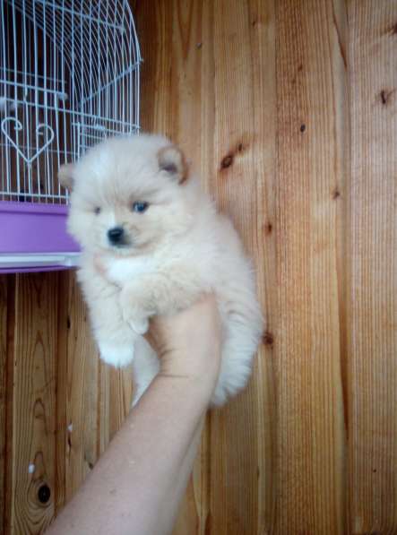 Щенки шпица в фото 5