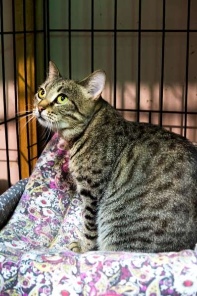 Почему судьба так жестока к Телле в Москве фото 3