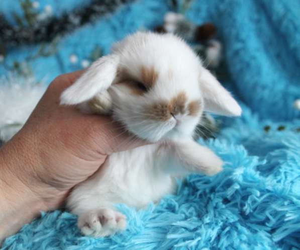Продажа вислоухих мини-крольчат на новый год в Москве