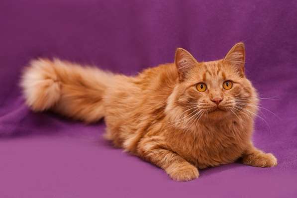 Самый брутальный рыжий кот в мире! Кот Бенджамин в Москве фото 6