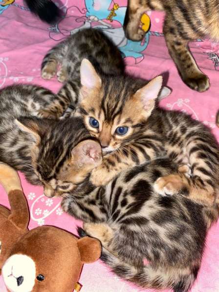 Бенгальские котята в Ростове-на-Дону фото 22