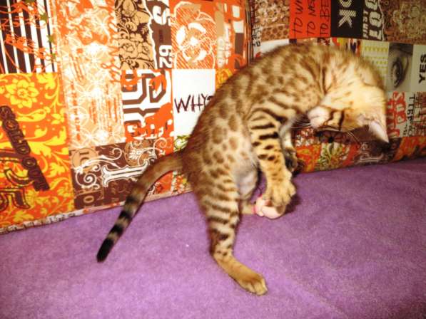 Бенгальский котенок в Богородске фото 3